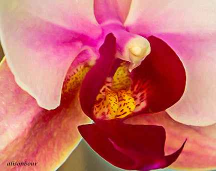 "Abstract Orchid" matted print